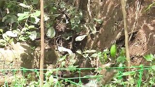 Rezeki kawan 2 biawak langsung masuk jerat