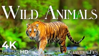 Wildlife Documentary | Relaxing Music Inspired by Nature Animal World