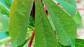 Cinematic daun singkong