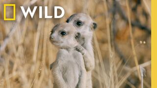 The cutest baby animals you've ever seen National Geographic