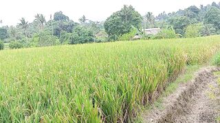 Balinese farmer traditions