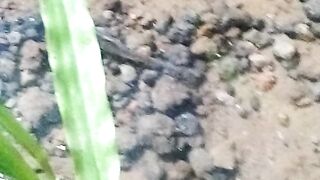 kalau jernih gini pasti lah ikan pada kumpul