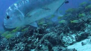 Wow amazing this is fish big giant Head shoot