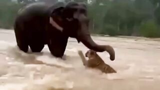 elephant saving a tiger