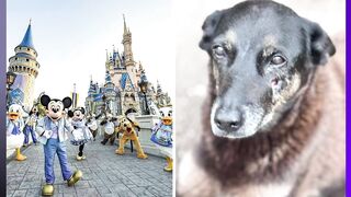 caso do cachorro orelha : Caso Cão Orelha: Adolescentes Suspeitos Viajam à Disney Após Crime em Florianópolis