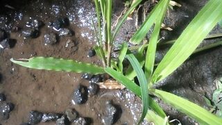 Di balik dedaunan ini,ada sesuatu yg tersembunyi,apa hayo??