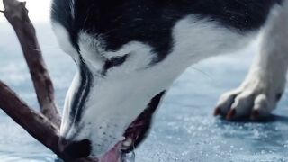 The Call of the Wild #movie #shorts