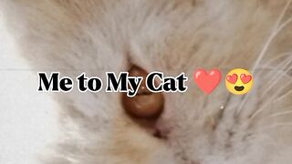 My little cat