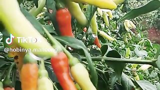 Super Chili