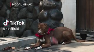 Funny video