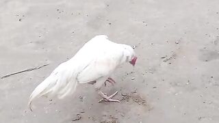 White in Land