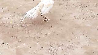 The other white