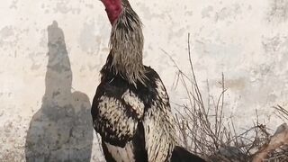 This is a fellow chicken