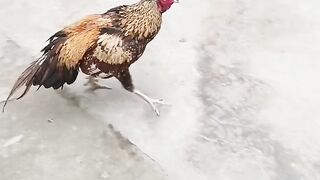 Looking strong