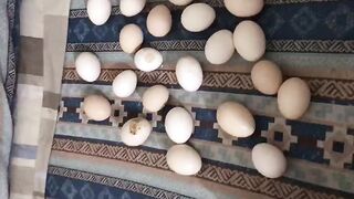 The chicken eggs