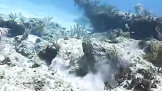 Hunting underwater find big giant grouper