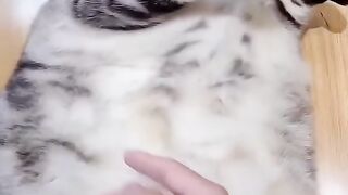 Cute obese cat