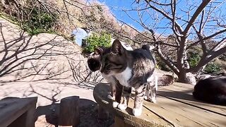 I was soothed by the cats relaxing on the roadside tables on Cat Island.