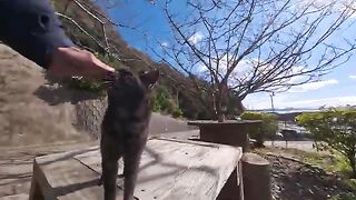 The outdoor cat cafe near the harbor is always relaxing