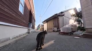 Island Alley Cat Restaurant