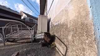 A long-haired black cat in an alley on Cat Island suddenly appears and comes out to be petted.