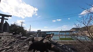 When I was heading home from the seaside shrine, a group of cats followed me.