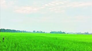 Afternoon Breath in the Land of Rice