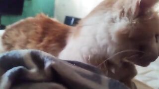 Stray Cat Amber Bug