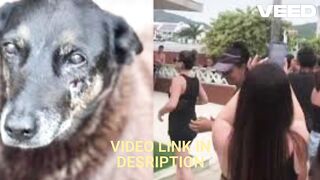 Full Videos cachorro orelha imagens portal Zacarias cachorro orelha video Zacarias