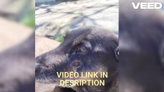 [Original] cachorro orelha video Zacarias