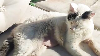 Rescue Cat, Mr Marengo's in bad shape.