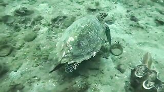 Gail Scuba Diving in Bali