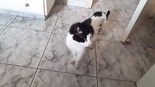 Felix is home from the vet
