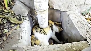 A Tiny Baby Cat Is Saved Just in Time and Wrapped in Gentle Care and Hope