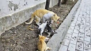 Rescuing a Starving, Abandoned Mama Cat and Her Kittens | Cute kittens