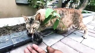 She kept her little ones hidden ,staying close with care