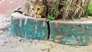 This Mother Lost Her Babies Before – But This Time, They’re Safe and Sound
