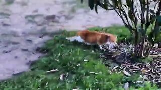 A Mother’s Love Knows No Fear—Protecting Her Kittens at All Costs