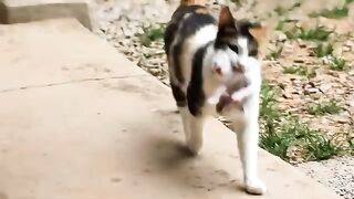 The Mother Cat Chose Our Door for Help… Her Reason Will Shock You