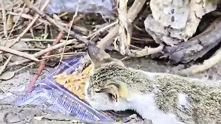 This Wild Mother Cat Became Aggressive to Protect Her Newborn Kittens