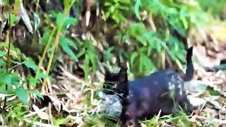 When a Cat   Trusts You With Her Newborn Kittens | Kitten lovers