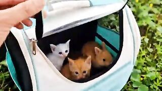 Brought Crying Kittens Home from the Street | Kitten lovers