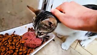 A Stray Mother Cat Chose Our Home to Save Her Babies | Cat Lovers