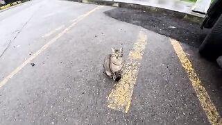 Stray cats risk their lives for food — until someone finally starts caring.
