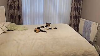 Helen, a blind kitten, is lost in joy as she plays with a ball.