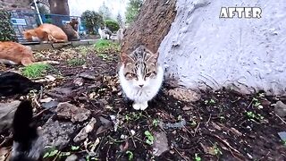 The cats were surprised when the tree hollows that served as shelter were covered with concrete.