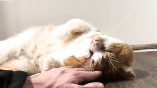 Purrs