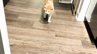 Sit cats