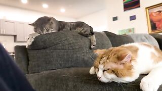 Eepy cat