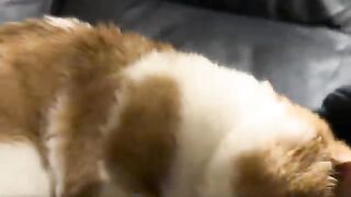 Kissy boy